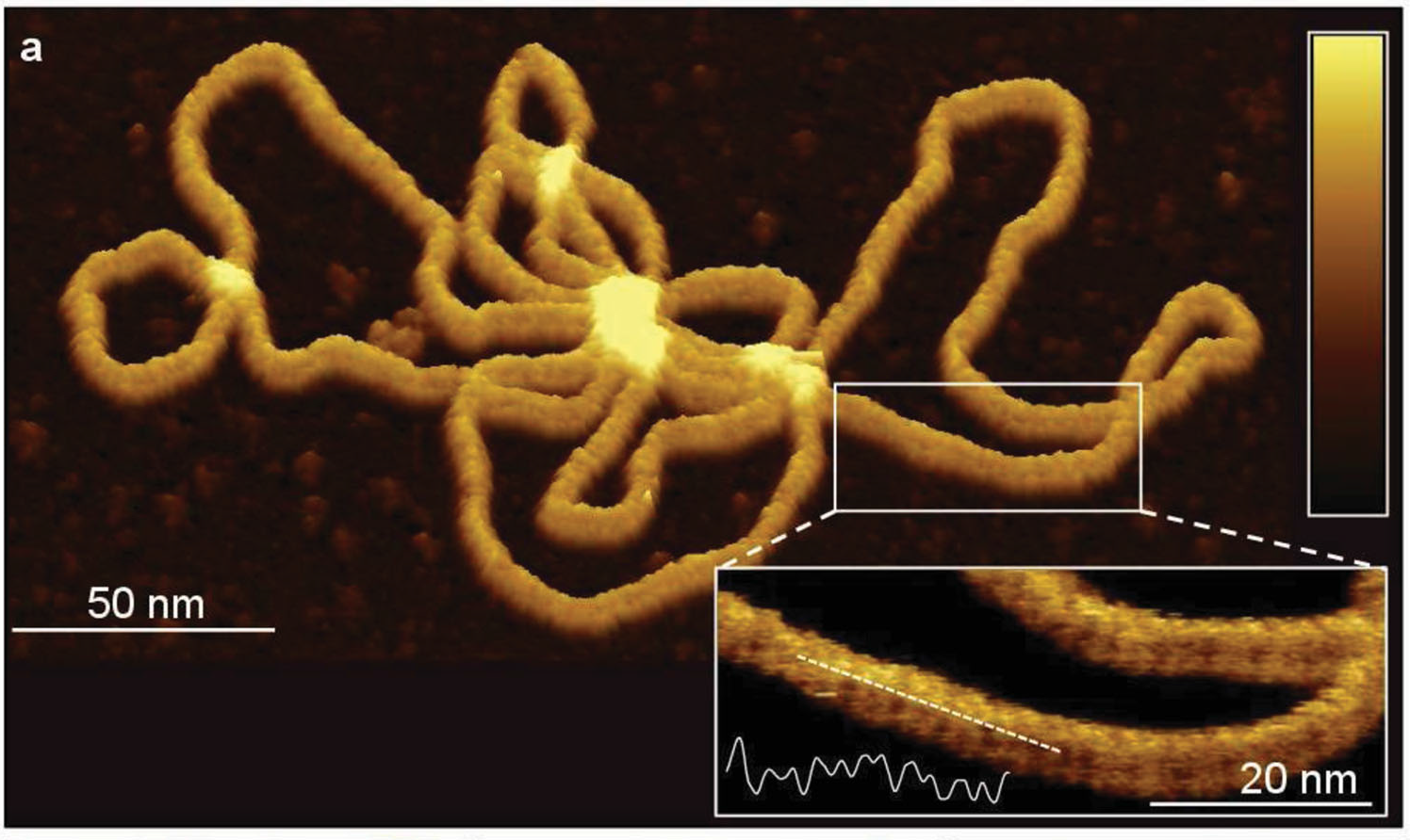 LCN Atomic Force Microscopy